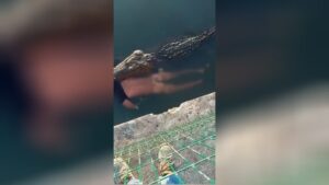 Substantial crocodile strikes as well as eliminates a guy in mexico