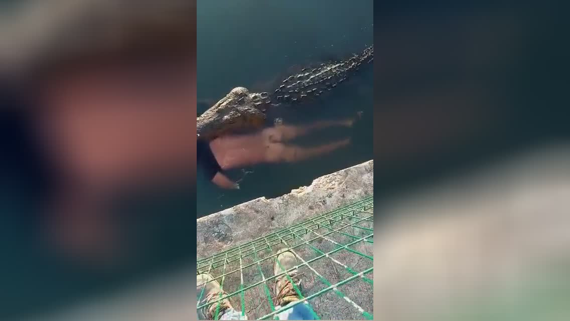 Substantial crocodile strikes as well as eliminates a guy in mexico