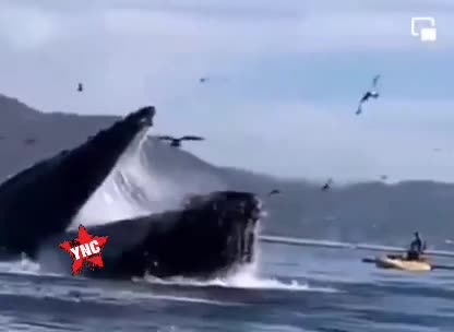 Humpback whale attempts to consume pair of kayakers in california