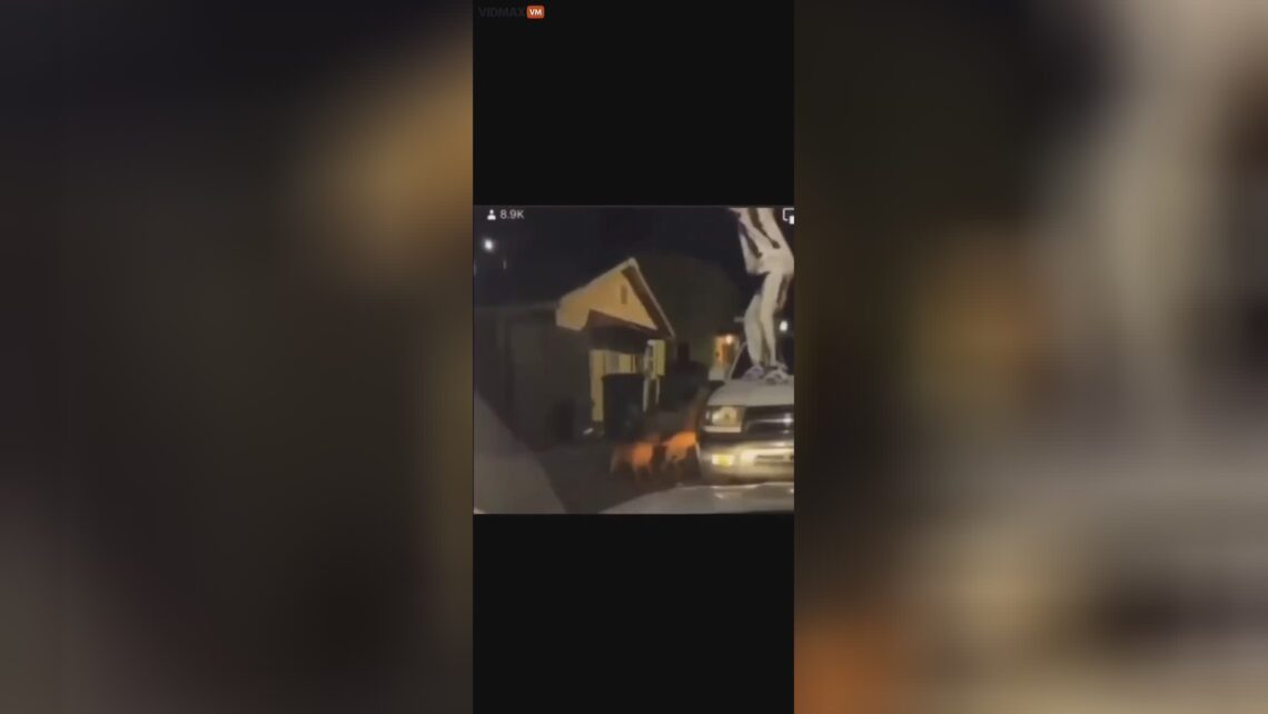 Bro was not going to be pit bull treat not tonight
