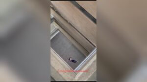 University student passes away after falling from a high floor