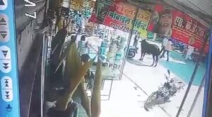 A cow wounded a passerby along with its own horns india