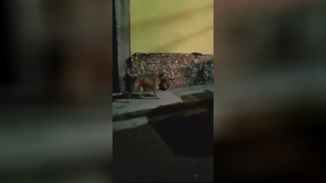A pet dog on the street in brazil with a human scalp in its pearly white