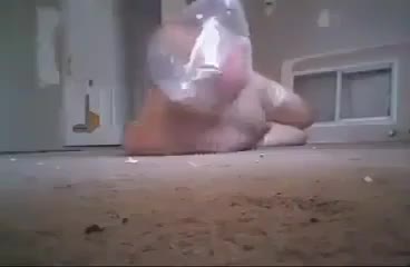 A male perishes of asphyxiation in a plastic bag