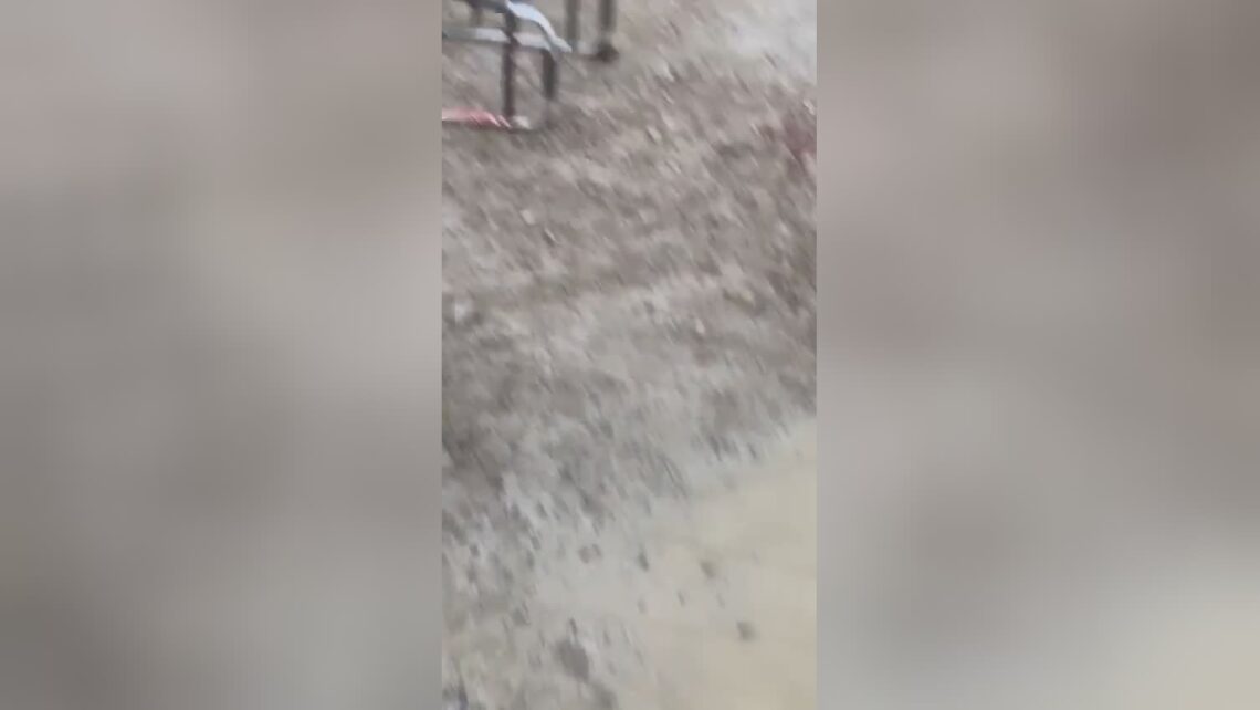 Senior lady whipped to fatality by stuff of dogs