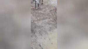 Senior lady whipped to fatality by stuff of dogs