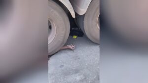 Senior man crushed through a big vehicle