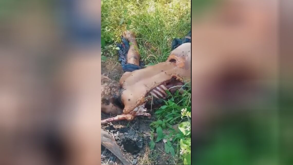 Thus you still would like to tinker a pitbull