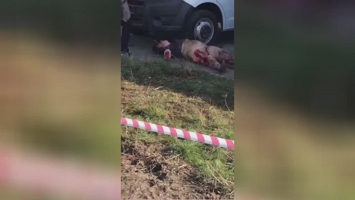 Lost pet dogs little bit the female to death astrakhan