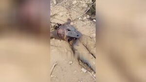 The almost totally rotten physical body of the missing taxicab driver