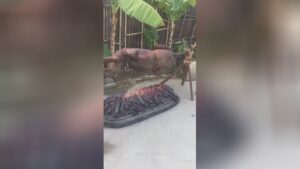 Barbeque weak or strong roasted 1 Barbeque weak or strong roasted