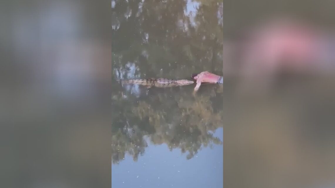 Body dragged by alligator into a channel in the west zone