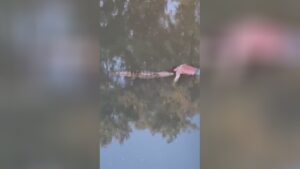 Body dragged by alligator into a channel in the west zone