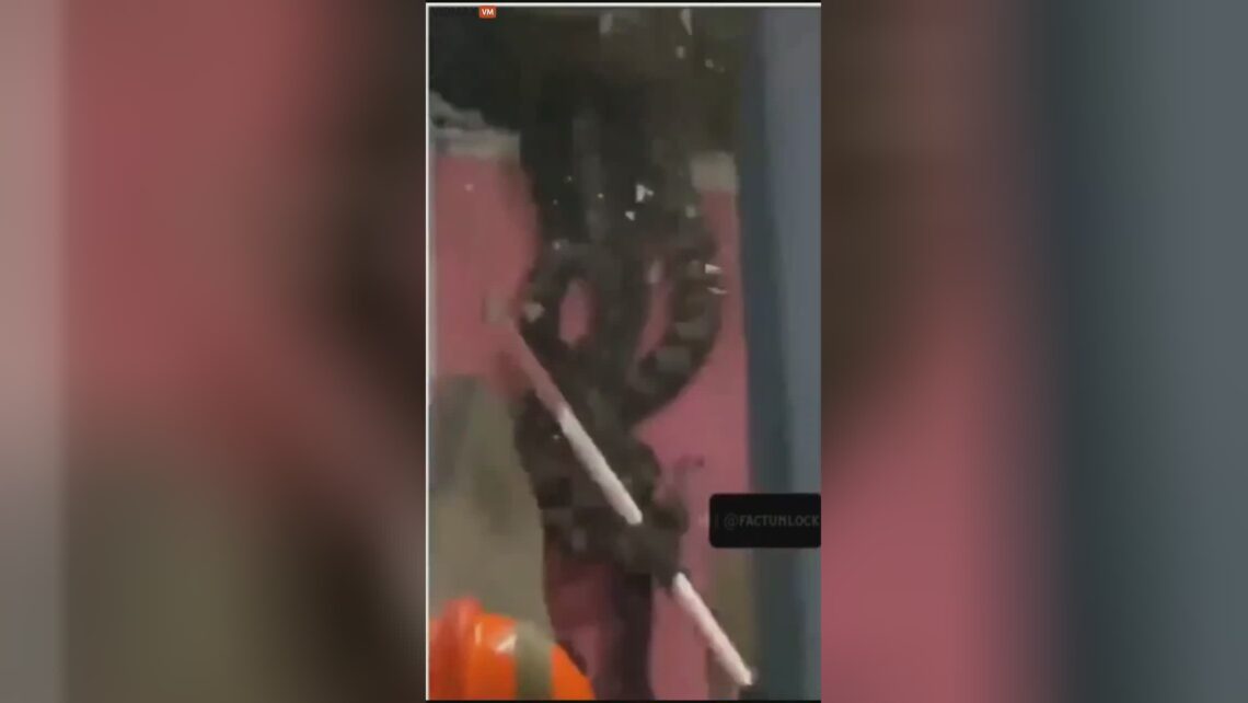 When giant snakes fall through the ceiling !!!