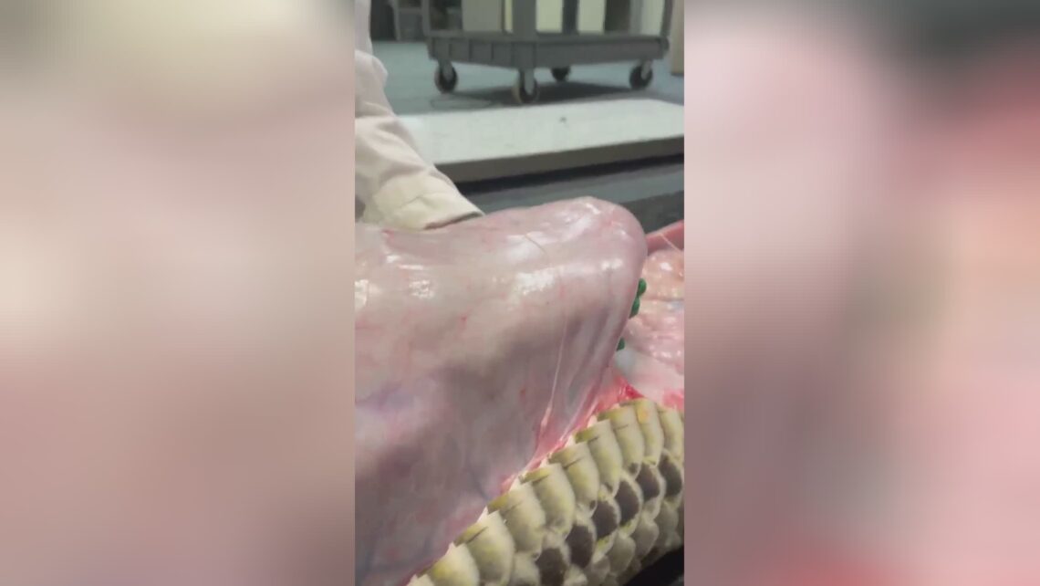 5-foot alligator is taken out of a 18-foot python in florida