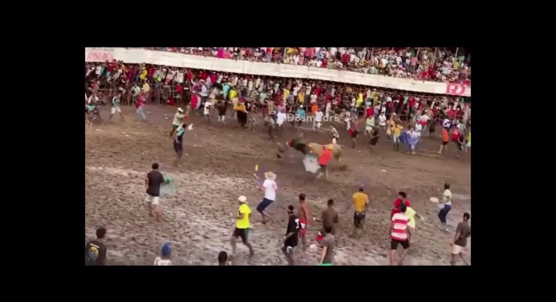 Brutal bull single people out man with grass shirt