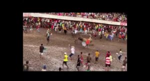 Brutal bull single people out man with grass shirt