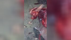 Cruelty you do not see everyday