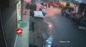 Damn old girl assaulted through bull