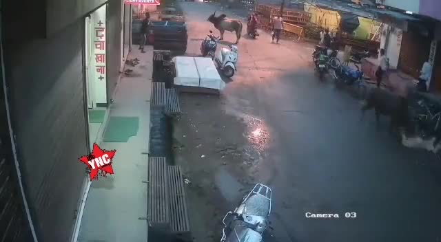 Damn old girl assaulted through bull