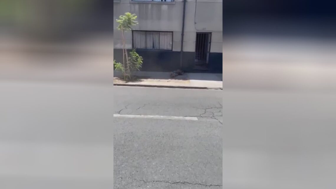 Male chance dead by cops fell off the rooftop of a building