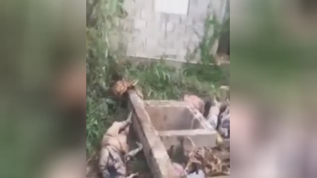 Skipping males and female established in septic system with signs