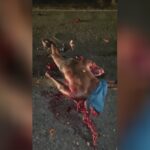 Motorcyclist's body system after being actually attacked through a truck