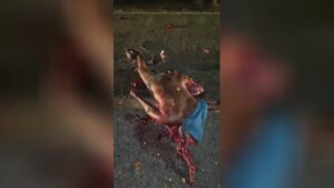 Motorcyclist's body system after being actually attacked through a truck