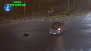 Good zebra moving across in anhui