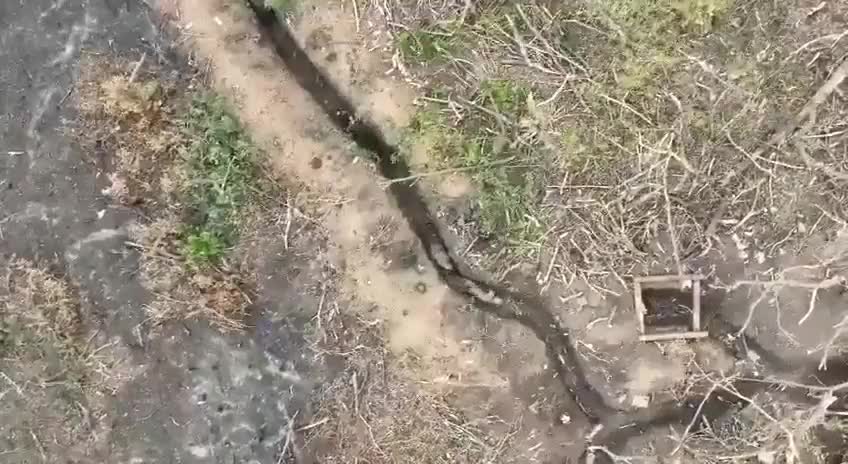 Whale gets the buttocks plug as well as second detonation