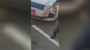 The taxi driver brought simply the lower leg of the prey