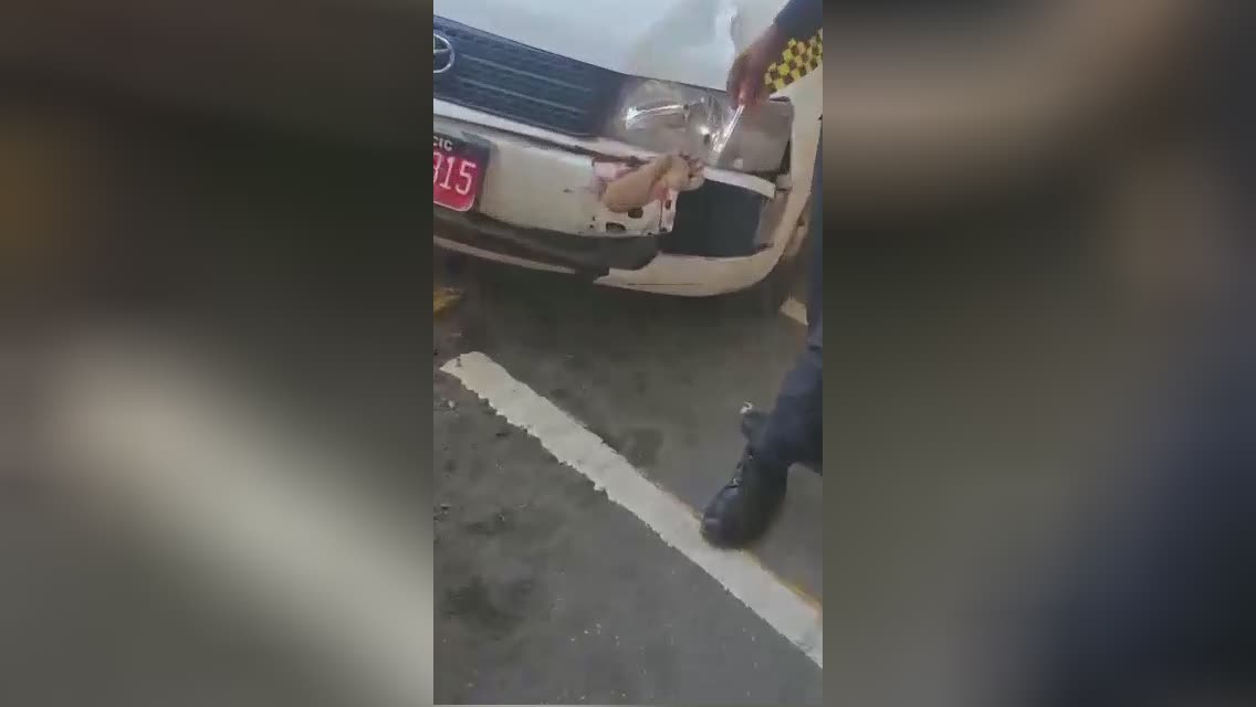 The taxi driver brought simply the lower leg of the prey