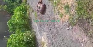 The police found the guy fell to pieces into numerous item