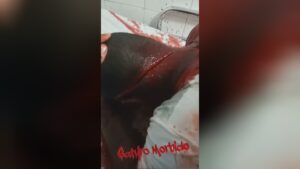 The cranium of a still active man is actually chopped asunder