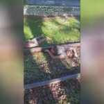 The learn decrease the guy in fifty percent