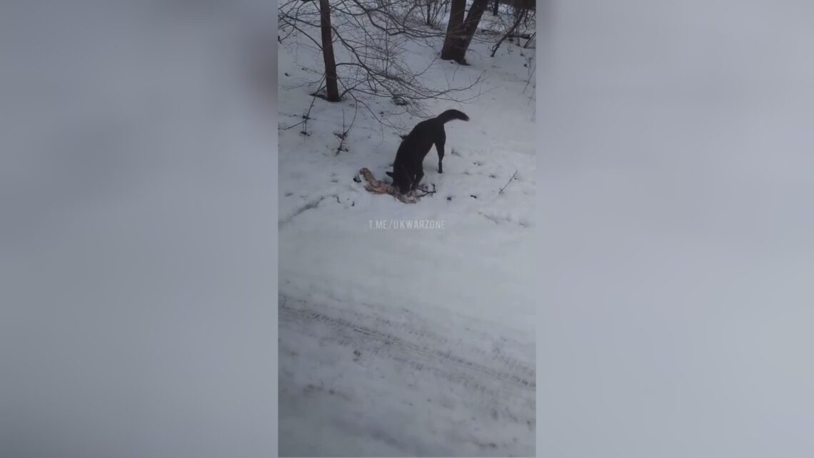 Ukrainian canine enjoying a good treat