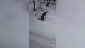 Ukrainian canine enjoying a good treat 1 Ukrainian canine enjoying a good treat