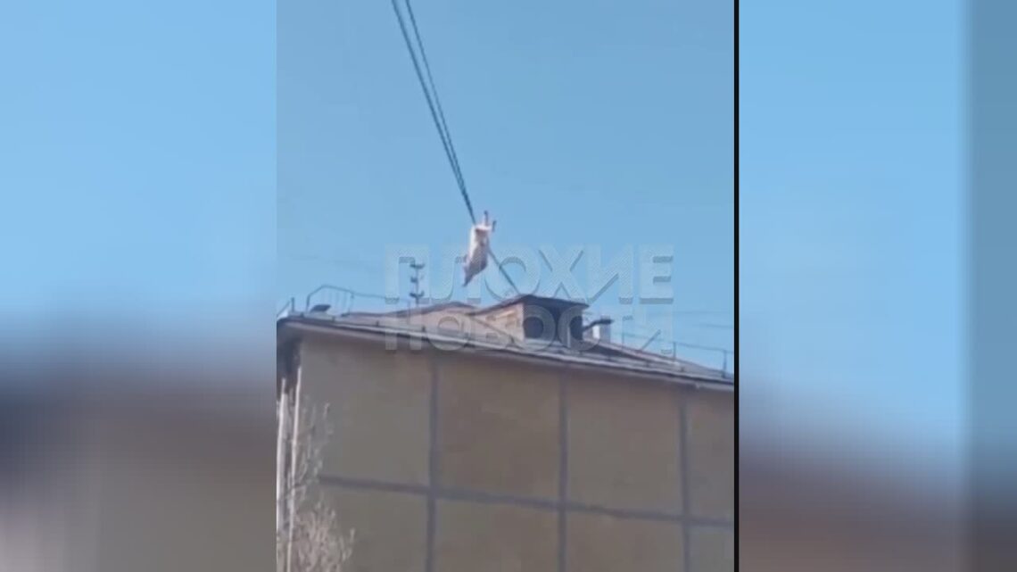 Lady mountaineering wires & fell to her death