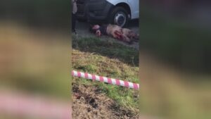 Woman torn apart by pack of stray canine