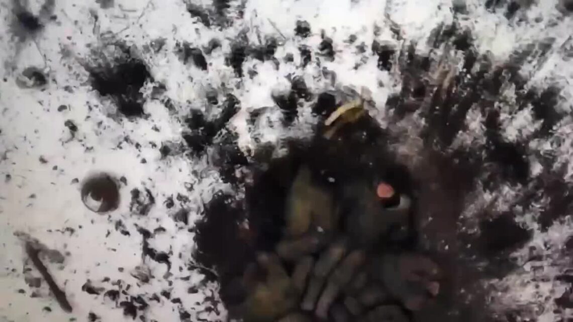 Injured russian soldiers acquiring bombed by a drone