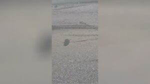 The physical body of a motorcyclist was actually torn in fifty percent as an outcome