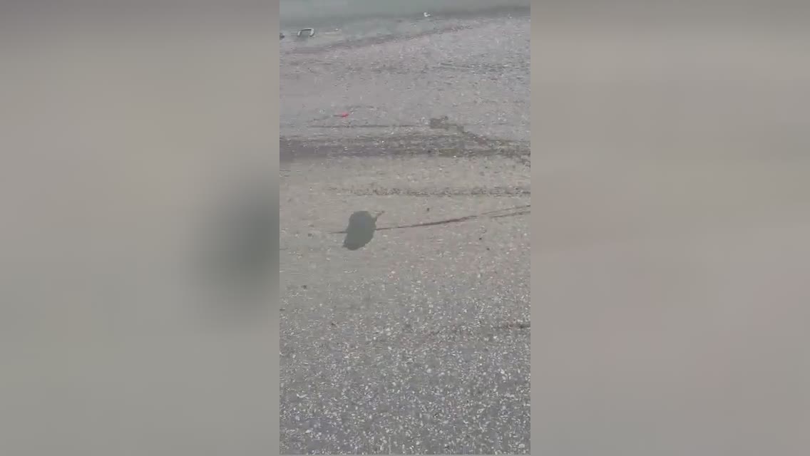 The physical body of a motorcyclist was actually torn in fifty percent as an outcome