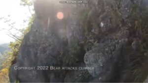 Bear assaults alpinist on sheer high cliff face in shockin