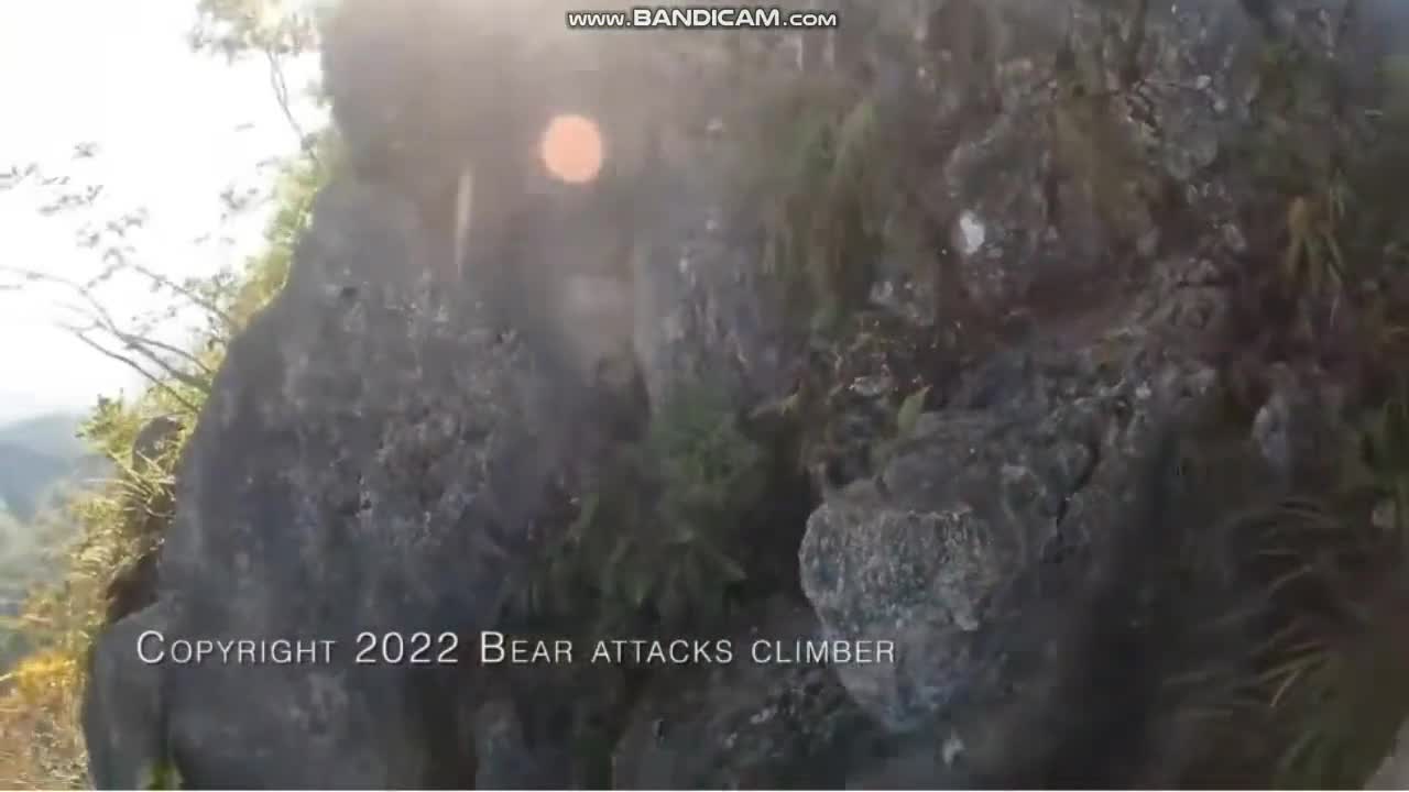 Bear assaults alpinist on sheer high cliff face in shockin