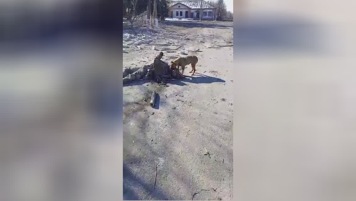 Pet dog having a great lunch time in war area in ukraine