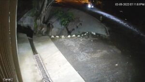 Drunk guy falling into river while fighting along with his other half 1 Drunk guy falling into river while fighting along with his other half