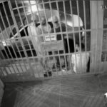 Ex-spouse convict gunned down right after penitentiary launch