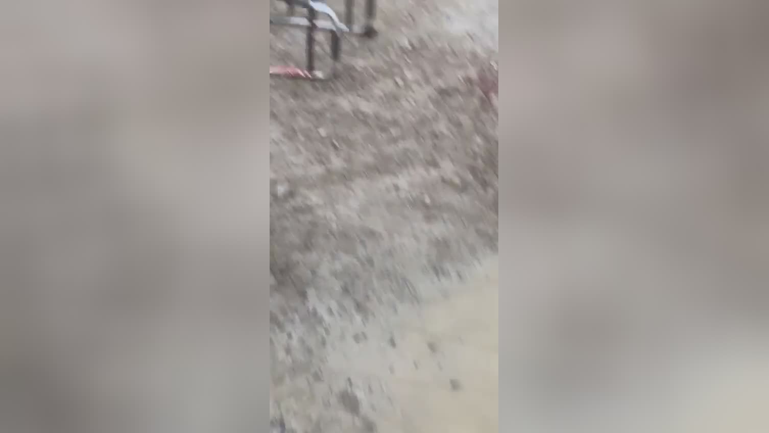 Senior female mauled to fatality through load of dogs