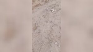 He's still eating the dogs