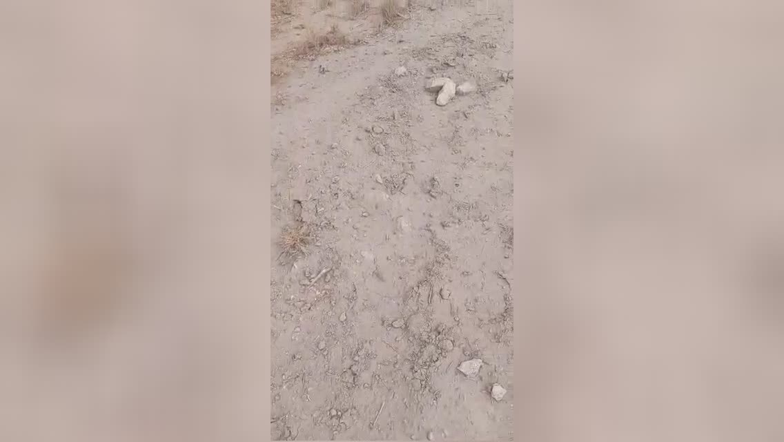 He’s still eating the dogs